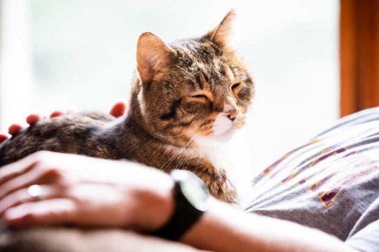 11 Signs Your Cat Is Nearing the End of Their Life