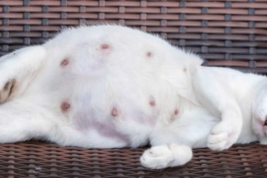 What To Expect From Your Cat During Pregnancy