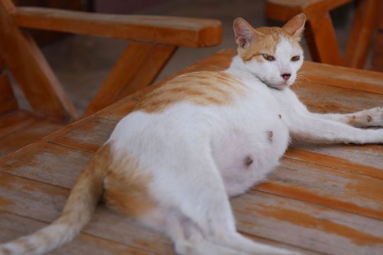 Prolapsed Uterus in Cats: Causes, Symptoms, and Treatment