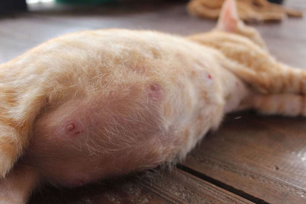 Pregnant cat lying