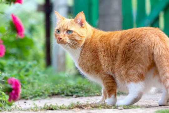 How To Tell if Your Cat Is Pregnant (Top 10 Signs)