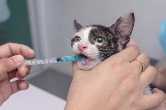 Imodium for Cats: Overview, Dosage & Side Effects