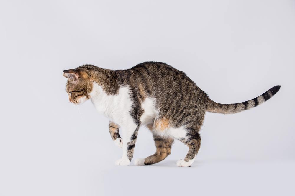 Side view profile of curious striped cat