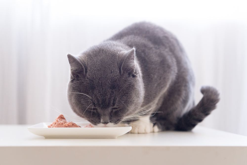 Photograph capturing a gray shorthair cat engrossed in eating.