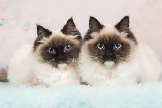 Can You Clone A Cat? Costs, Procedures, & Ethics