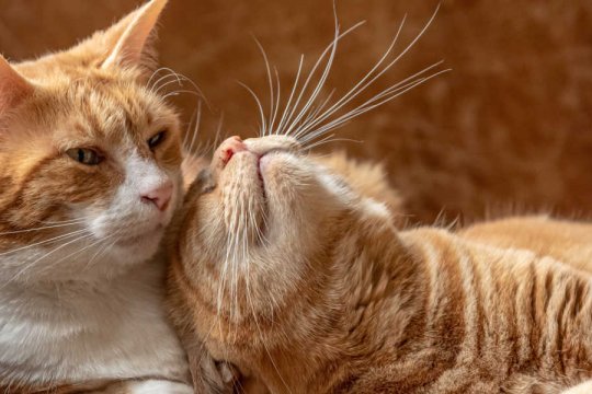 10 Signs Your Cats Are Starting To Get Along