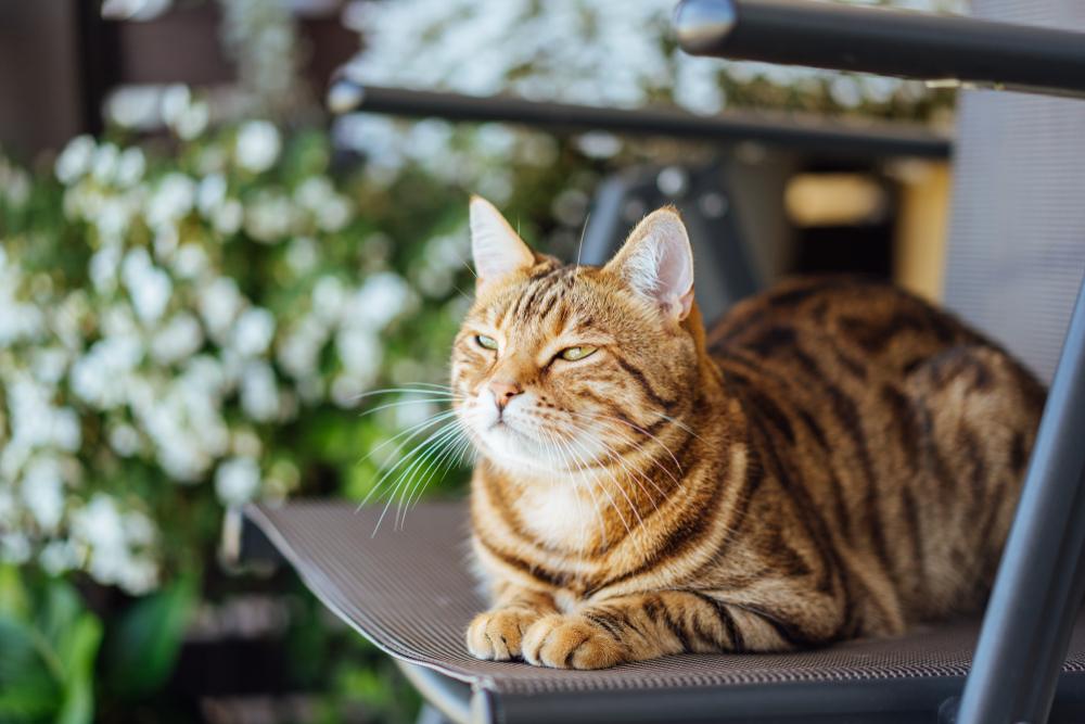 bengal cat trying not to sleep