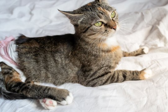 What Are Cat Diapers and Does Your Cat Need Them?