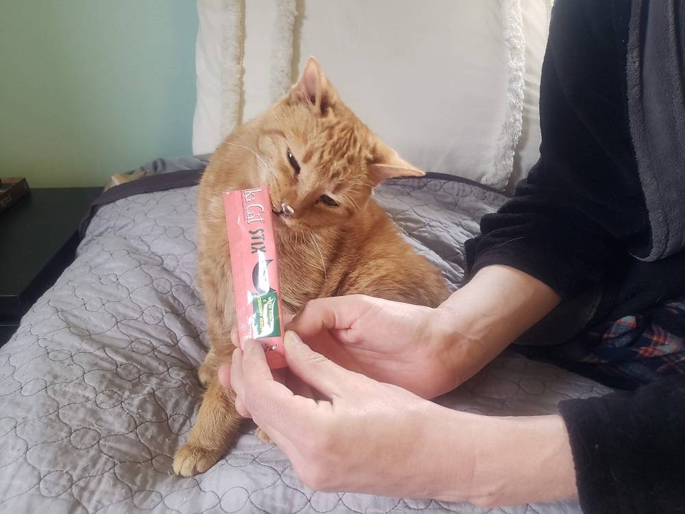 cat eating cat treats