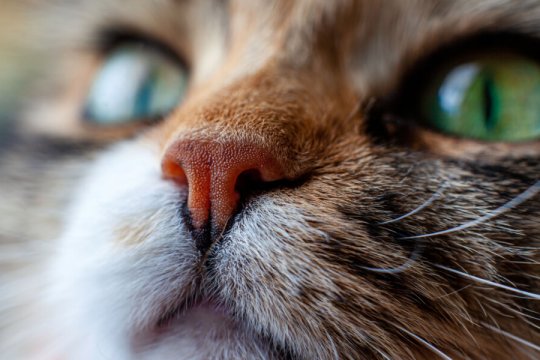 Why Is My Cat’s Nose Dry and Cracked? Top 5 Reasons