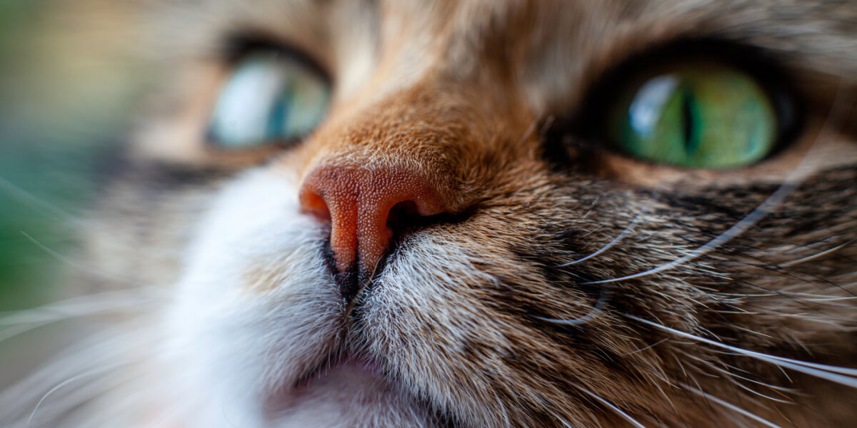 Close-up of a cat's face, showcasing its intricate details and expressive features, capturing the essence of feline beauty and curiosity.