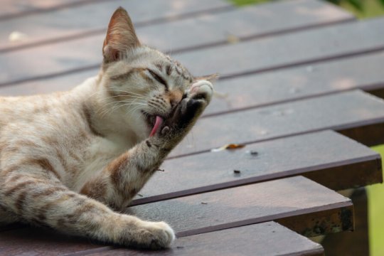 How To Stop Cat Fur Mowing: 5 Vet-Approved Steps