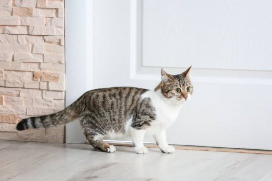 How Do You Keep a Cat Out of a Certain Room?
