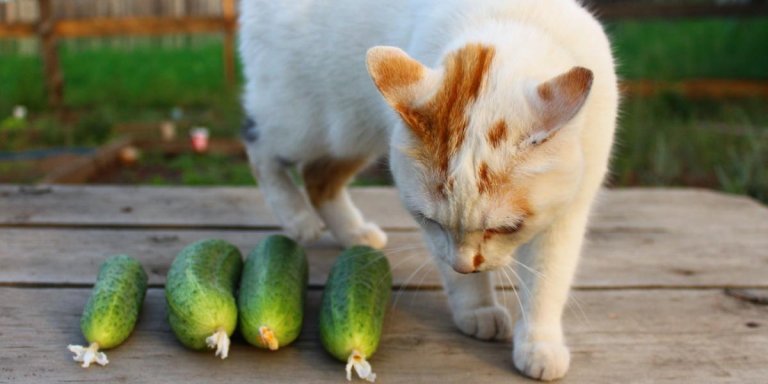 Why Do Cats Hate Cucumbers? Explained By A Vet