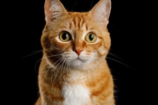 Do Cats Have Souls? Science Explains (& What 5 Religions Say)