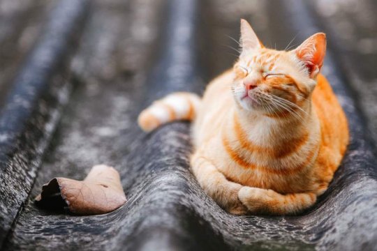 How Cold Is Too Cold for Cats?