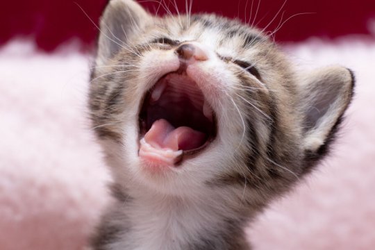 Do Cats Lose Baby Teeth?
