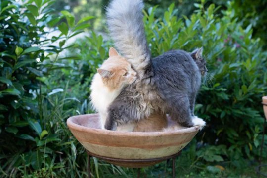 Why Do Cats Smell Each Other's Butts? 3 Common Reasons