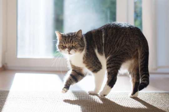First Aid for Limping Cats (A Complete Guide)