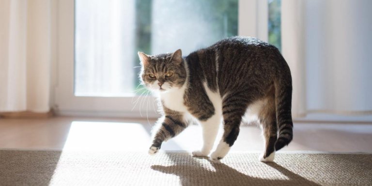First Aid for Limping Cats (A Complete Guide)
