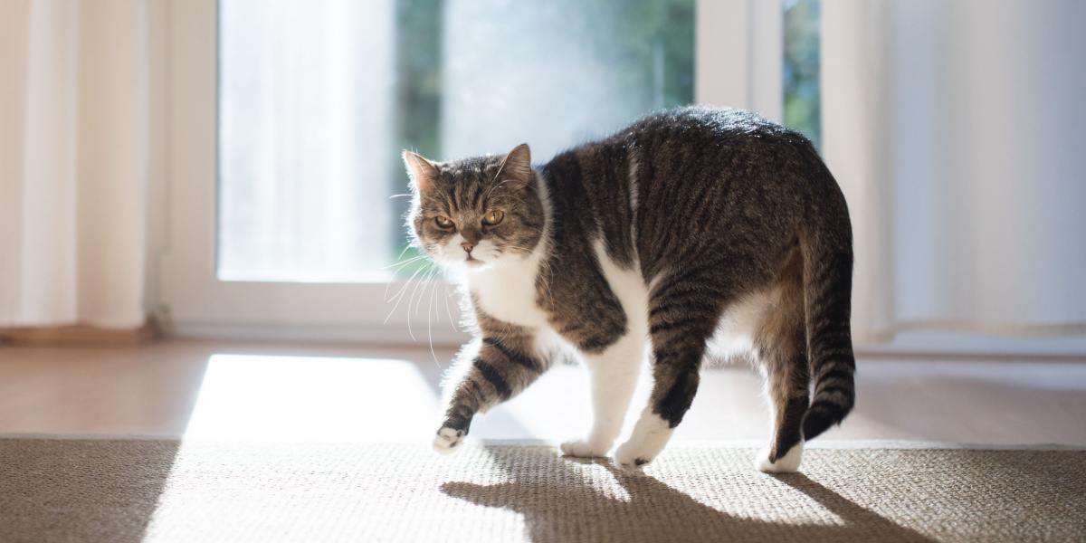 tabby white british shorthair cat