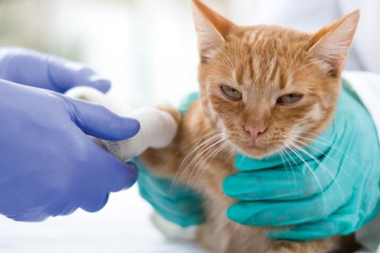 Are Cats Immune to Snake Venom?