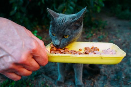 How To Nurse a Starving Cat in 6 Simple Steps