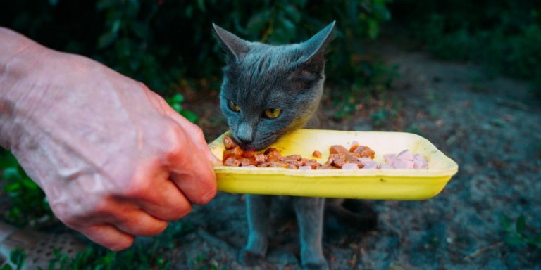 How To Nurse a Starving Cat in 6 Simple Steps