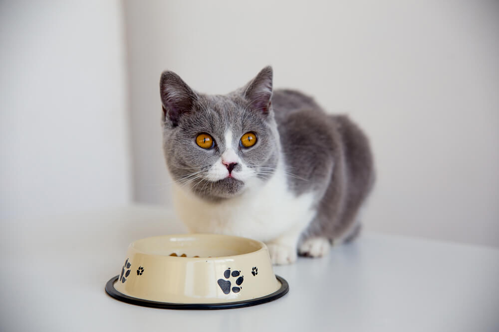 Cute cat eating from bowl