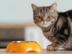 Cute cat near bowl with food