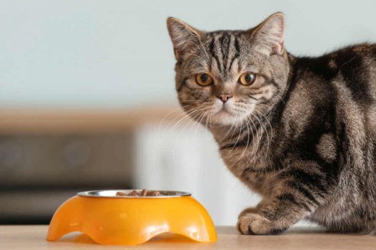 How Long Can a Cat Survive Without Food?