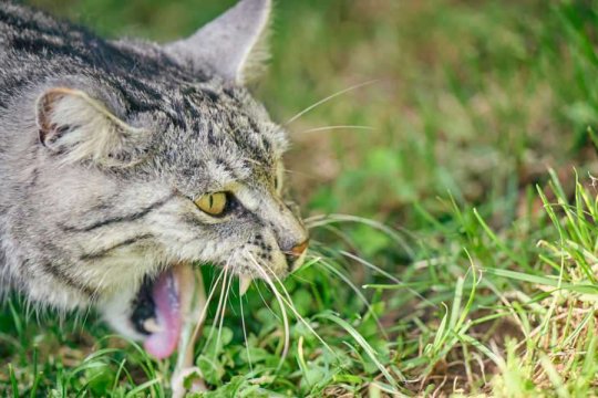 Why Is My Cat Throwing Up Undigested Food?