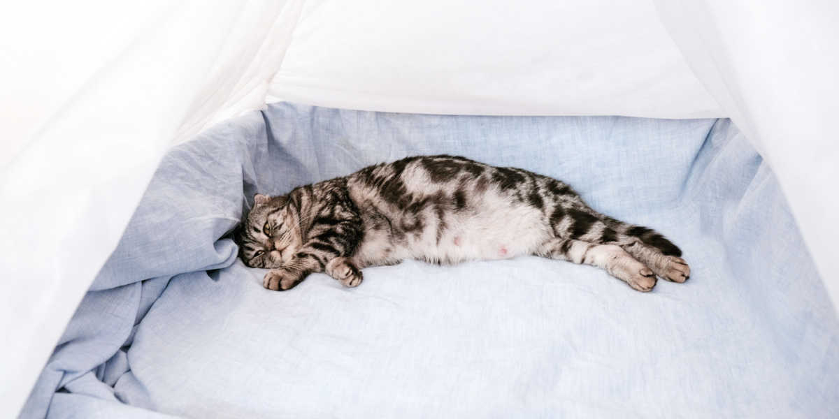 Pregnant cat in birthing box