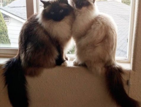 Meet Raul and Carl, Two Therapy Cats Who Help Kids Read