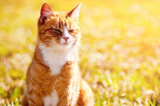 Heatstroke in Cats: Signs, Symptoms, & Treatment
