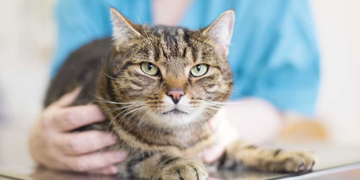 An image depicting a veterinarian gently holding a cat