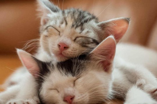 Do Cats Miss Their Siblings?