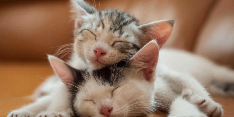 Do Cats Miss Their Siblings?