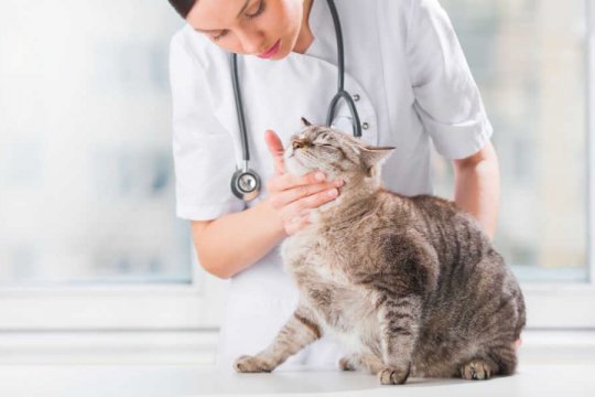 Protozoal Infections in Cats: Causes, Symptoms, & Treatment