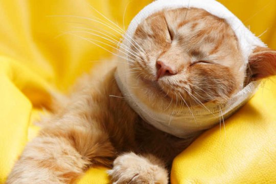 7 Signs of Head Trauma in Cats and How To Help