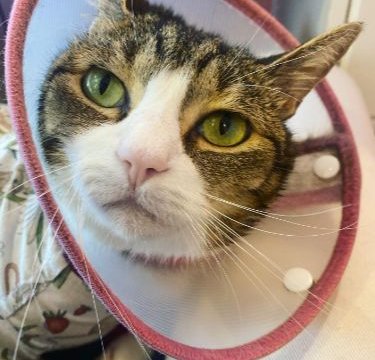 Bubblewrap the Cat's Caretaker Shares Her Condition