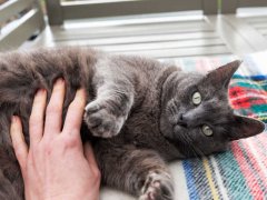 Feel gray cat belly