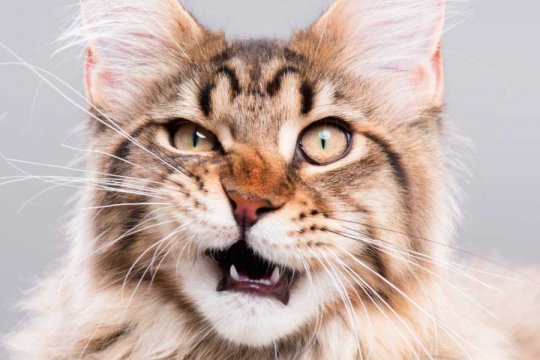 What Is The Cat Flehmen Response?