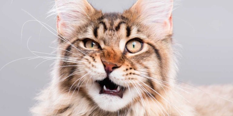 What Is The Cat Flehmen Response?