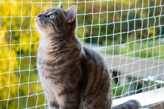 Are Cats Really Color Blind?