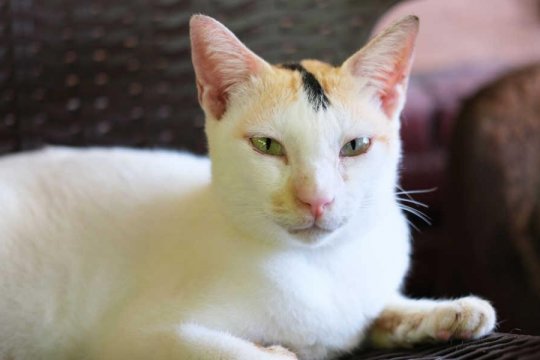 Why Is My Cat’s Eye Swollen?