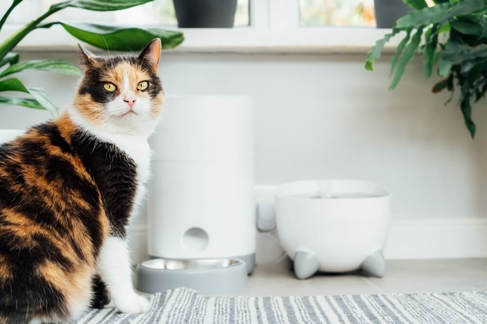 cat waiting for food near smart feeder