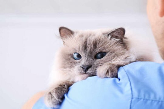 Neurological Disorders in Cats: Causes, Symptoms, Prognosis, & Treatment