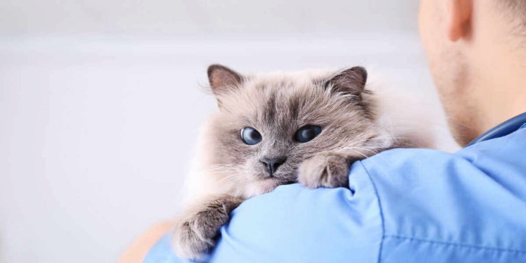 Neurological Disorders in Cats: Causes, Symptoms, Prognosis, & Treatment