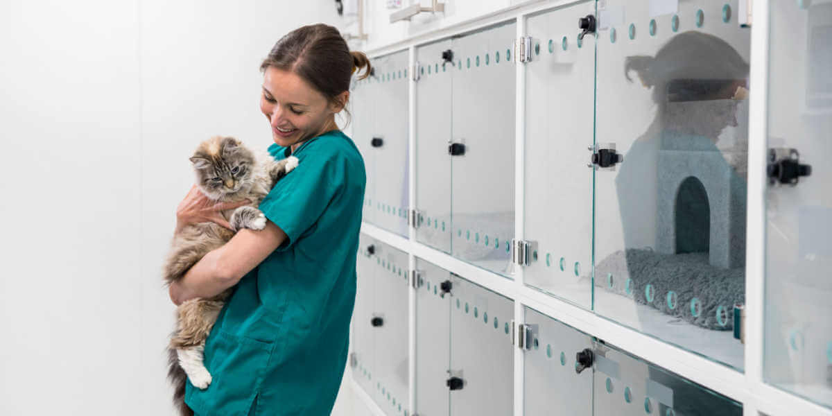 cat with a nurse